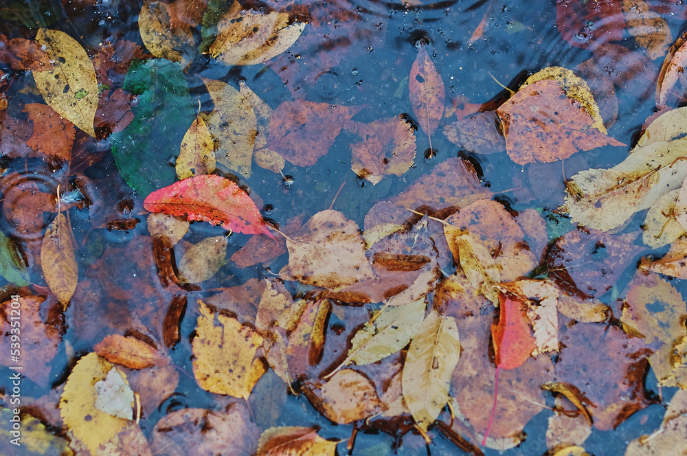 Fallen yellow and orange leaves in the clear water of a pond or puddle during rain. Leaves in the water. Circles on the surface from drops. Close up Fallen yellow and orange leaves in the clear water of a pond or puddle during rain. Leaves in the water. Circles on the surface from drops. Close up