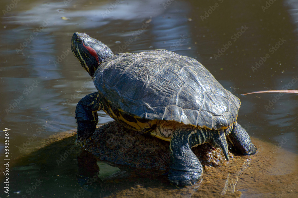 Obraz premium A turtle in a pond at Redenção park (Porto Alegre, Rio Grande do Sul, Brazil)