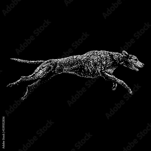 Irish WolfHound hand drawing. Vector illustration isolated on black background. photo