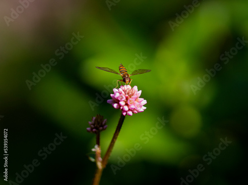 Insecto sobre una flor rosa con el fondo borroso  © Roy