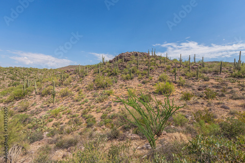 View of desert cactuses at Apache trail area in Arizona, USA