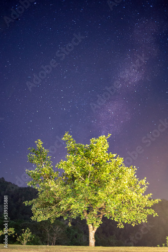 tree in the night