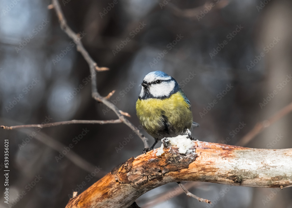 Fototapeta premium a bird