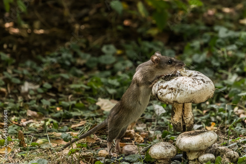 mushroom in the forest