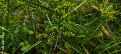 Cyperus strigosus is a species of plant in the family Cyperaceae. This species is also part of the order Poales. The species Cyperus strigosus itself is part of the genus Cyperus