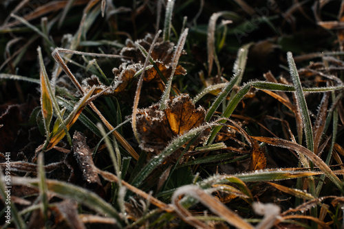 autumn yellow-green grass was covered with frost