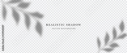 Abstract botanical shadow effect on white background vector. Realistic shadow of leaf branch, leaves, plants, foliage. Illustration design for decorative, backdrop, cover, banner, ads.