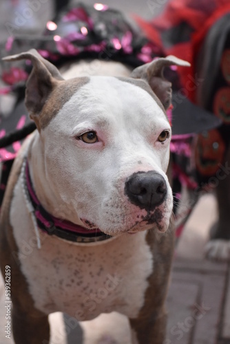 american staffordshire terrier