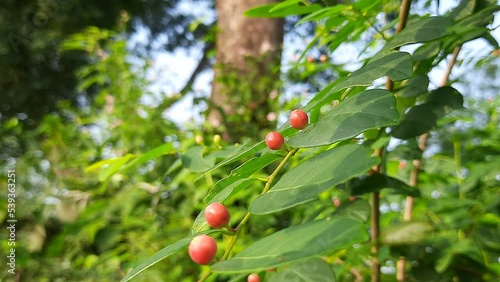 Breynia berry in the plant. This plant found in Indian forest. A beautiful wild red fruit. The fruit of this plant is used an ingredient in medicine to cure skin diseases. photo