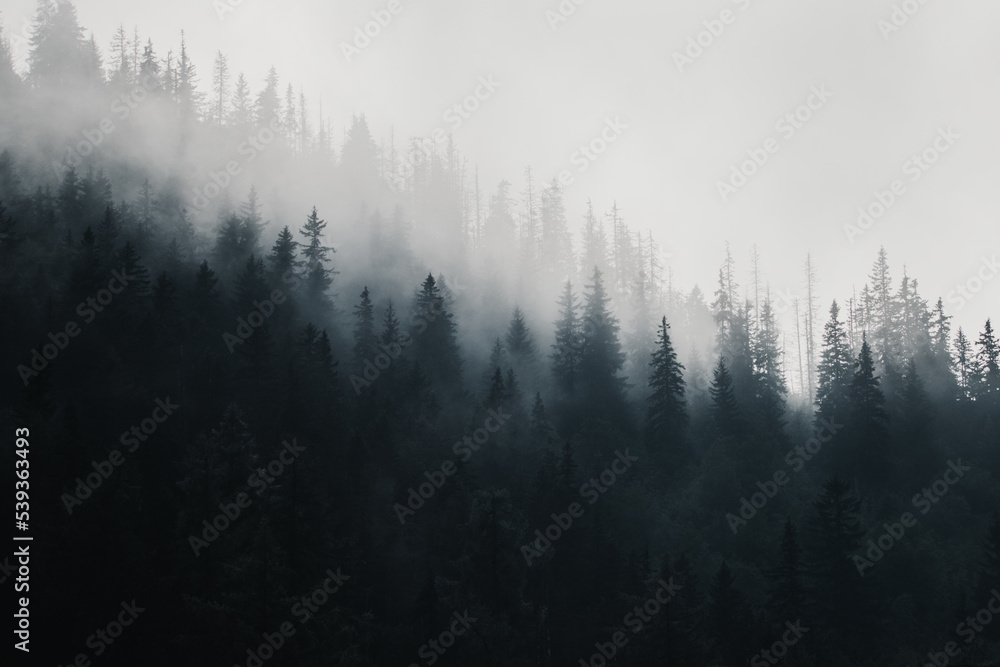 Moody fog in the mountain forest