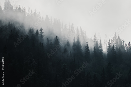Moody fog in the mountain forest