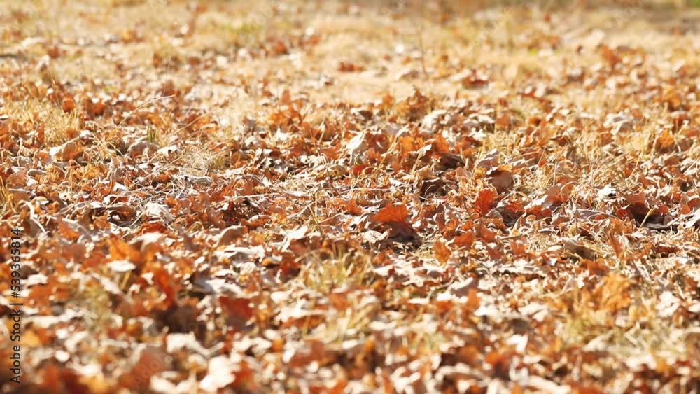 Legs of a girl in brown shoes in the autumn foliage Legs of a girl in brown shoes in the autumn foliage