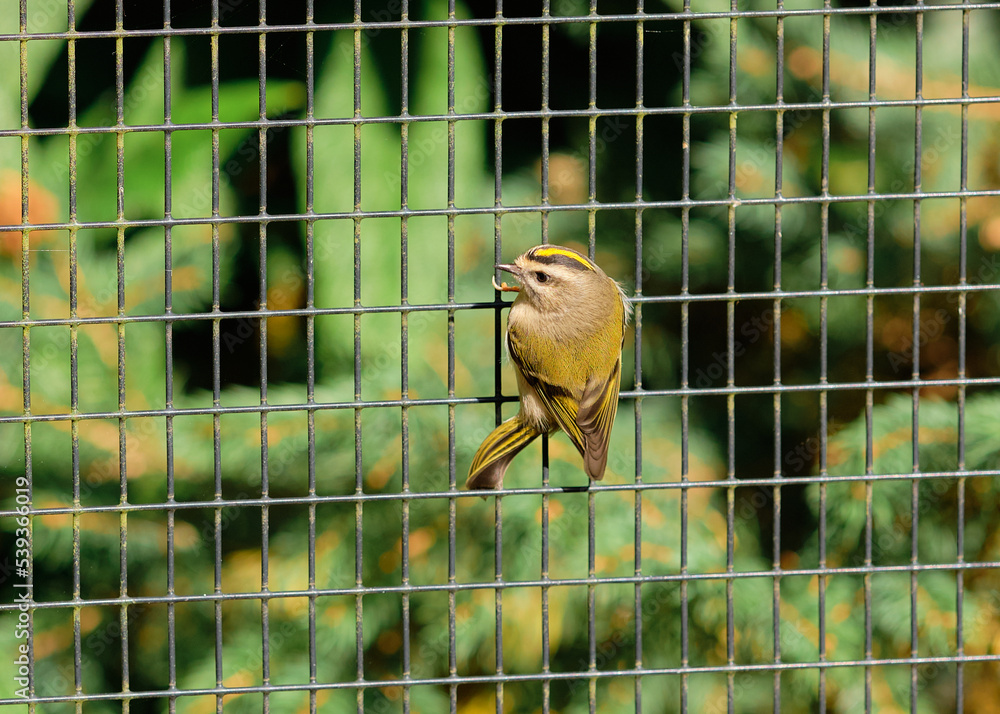 close up view of a Gold crest finch at the zoo