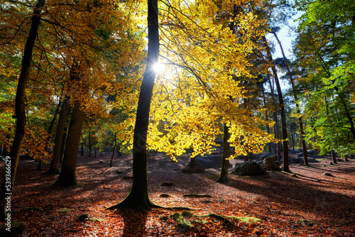 Autumn season in the Apremont gorges photo