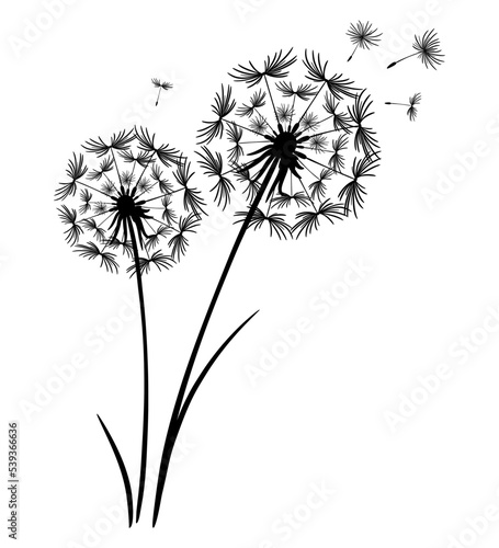 Fototapeta Naklejka Na Ścianę i Meble -  Two dandelion flowers together. Flying seeds into the sky. Detailed drawing of dandelion in black. Vector silhouette for print and cut, poster, banner, postcard design. Macro illustration isolated