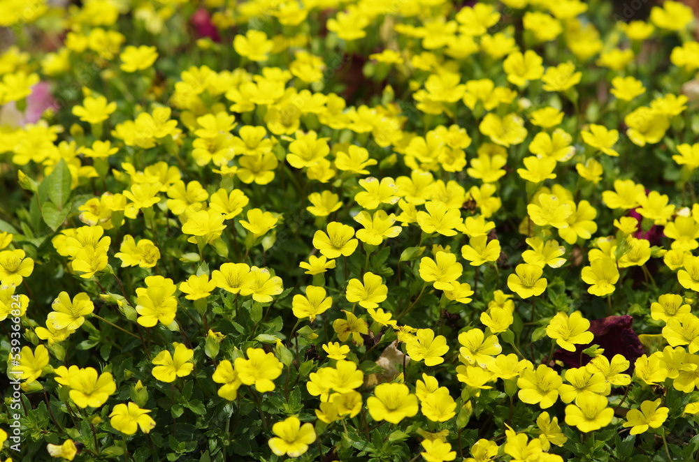 Fototapeta premium Small yellow flowers blooming all over the area