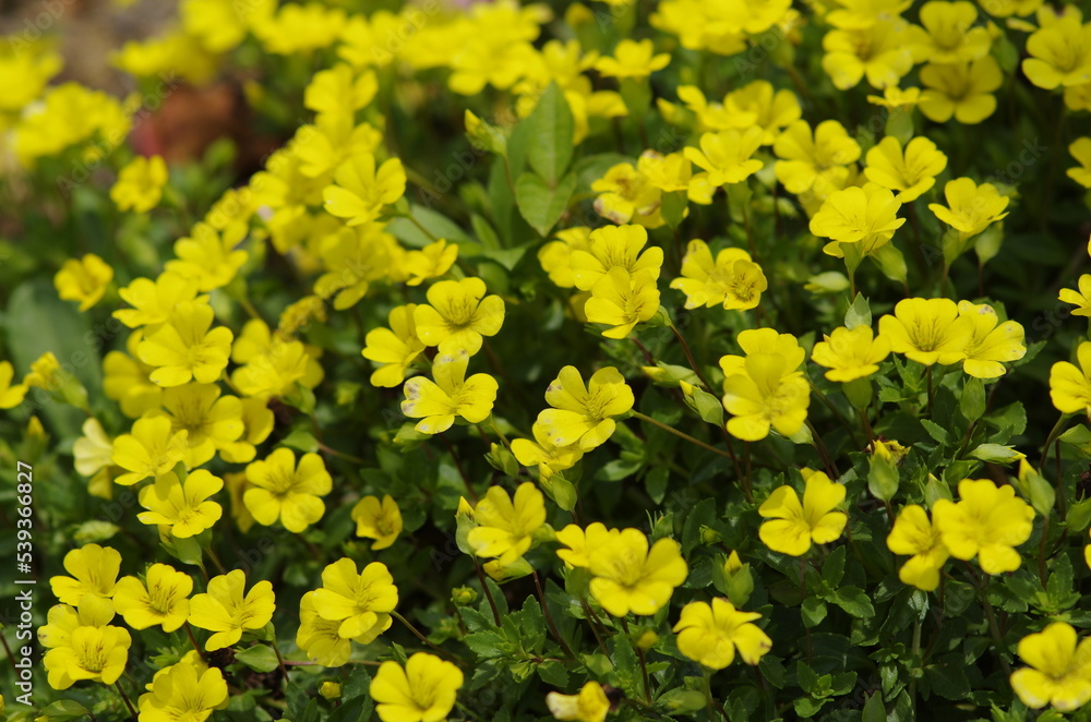 Small yellow flowers blooming all over the area Small yellow flowers blooming all over the area