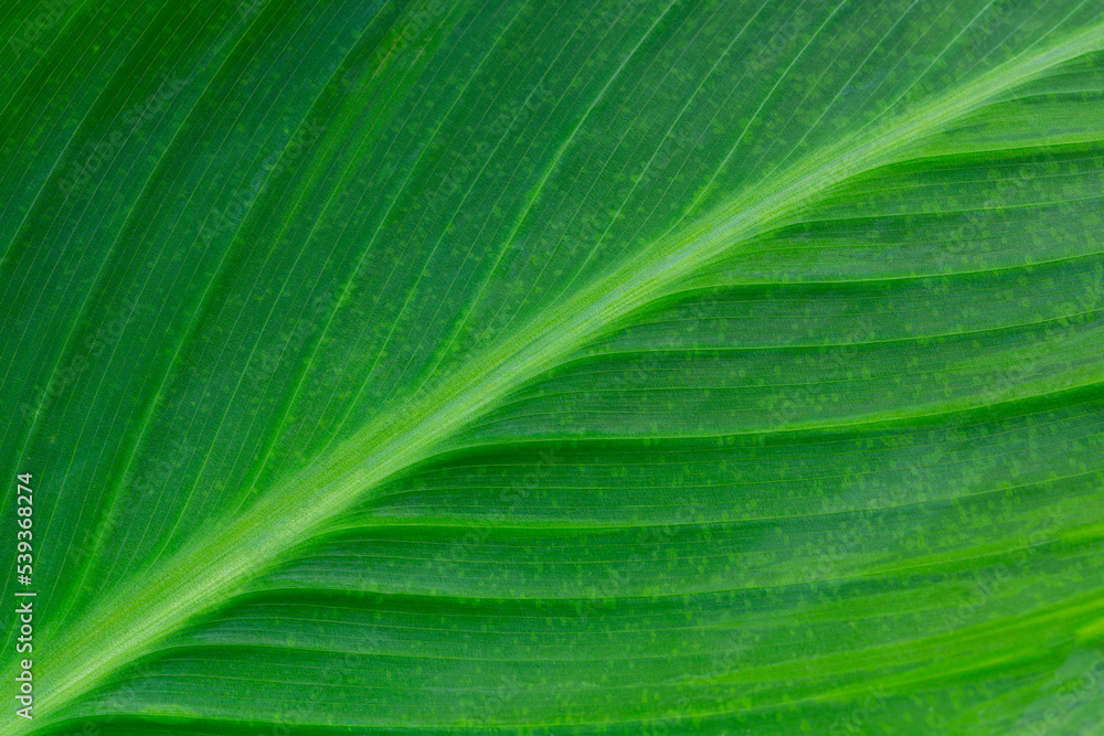 The texture of a green leaf as a background. green vibrant background The texture of a green leaf as a background. green vibrant background