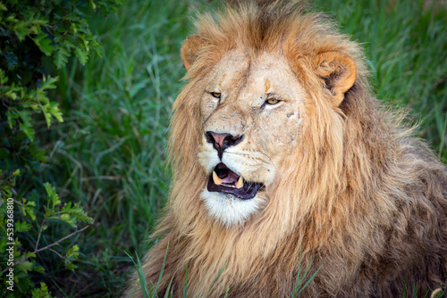 Lion portrait with mane closeup