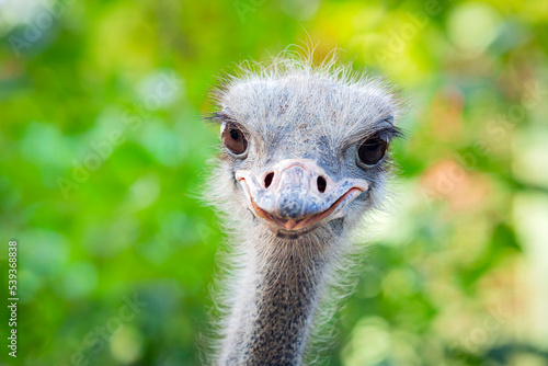 Portrait of a funny ostrich. Head of an ostrich close-up. photo
