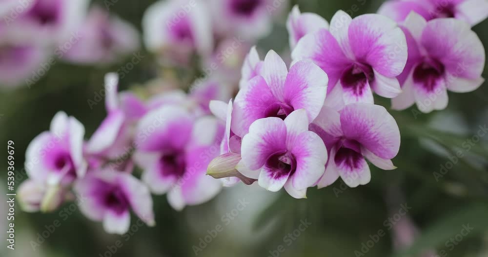 Beautiful orchid flower blooming at rainy season. Dendrobium Orchidaceae. Beautiful orchid flower blooming at rainy season. Dendrobium Orchidaceae.