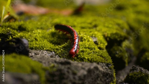 moss on the stone