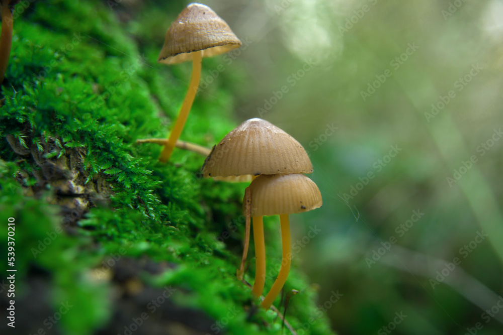 toadstools on green moss on a light natural background. pagan wiccan, slavic traditions. Witchcraft, esoteric spiritual ritual toadstools on green moss on a light natural background. pagan wiccan, slavic traditions. Witchcraft, esoteric spiritual ritual