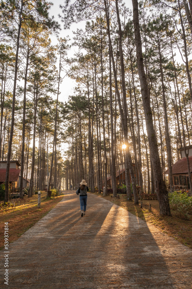 The girl did not see her face walking in the pine forest.