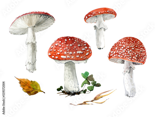 Mushrooms clip art watercolor. Fly agarics. Four red mushrooms on a white background. Autumn season. Watercolor illustrations for postcards, stickers, websites, etc.