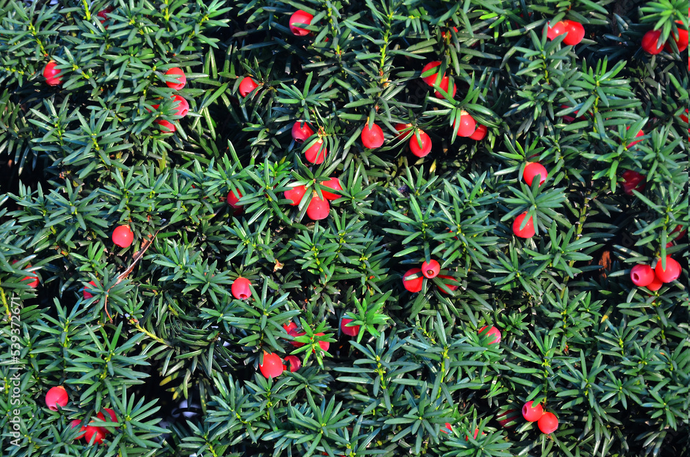  Yew tree 'Taxus baccata' evergreen branches with red berries background. Ornamental using ,hedging ,landscaping concept