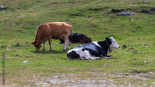 Cows with bells in different colors, one of them (brown) with fresh removed horns :( in the alpine mountains