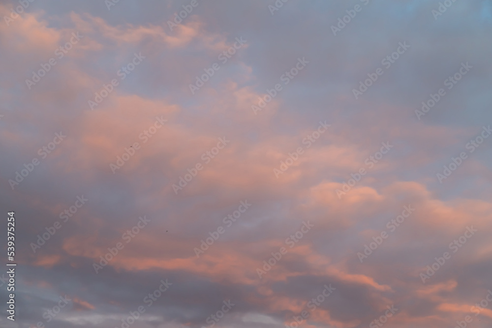 Unusual dark pink layered stratus clouds, skyscape.