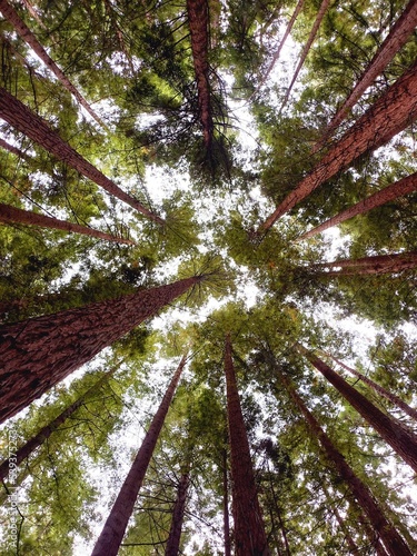 Naturaleza hipnótica