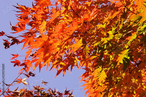 紅葉した綺麗なもみじ

