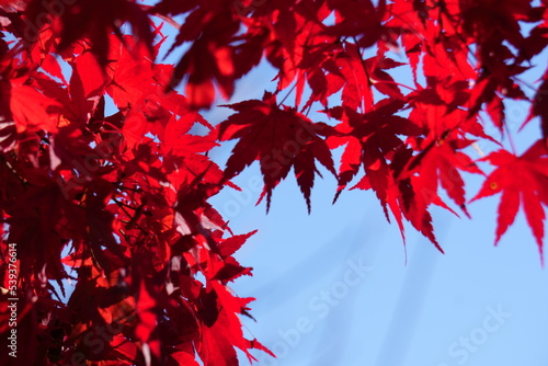 紅葉した綺麗なもみじ