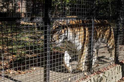 Caged Siberian tiger in an eastern European zoo. Caged wildlife. Animal abuse.