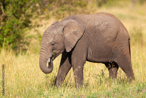 Elephant grazing on the open savannah of the Masai Mara, Kenya © wayne