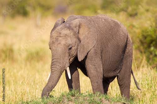 Elephant grazing on the open savannah of the Masai Mara, Kenya