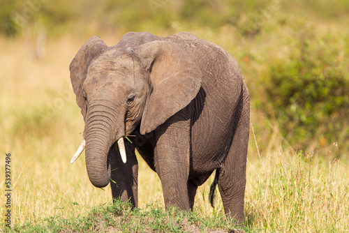 Elephant grazing on the open savannah of the Masai Mara  Kenya