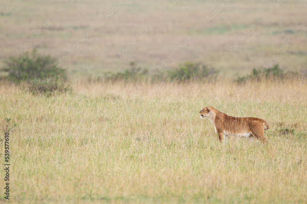 Young lioness walks alone across the Masai Mara, Kenya Young lioness walks alone across the Masai Mara, Kenya
