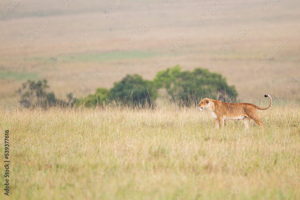 Young lioness walks alone across the Masai Mara, Kenya Young lioness walks alone across the Masai Mara, Kenya