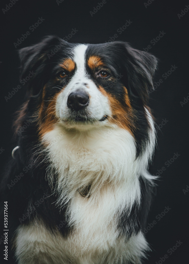 Australian Shepherd portrait
Australian Shepherd portrait