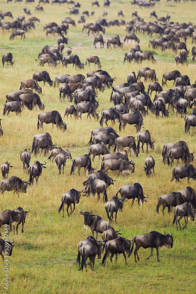 Fototapeta premium Blue Wildebeest crossing the Mara River during the annual migration in Kenya 