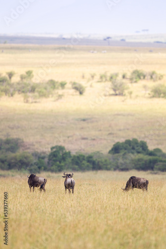 Blue Wildebeest crossing the Mara River during the annual migration in Kenya  © wayne
