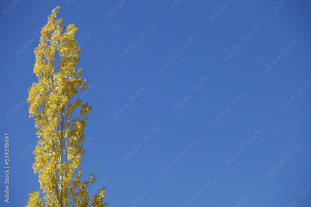 Bright yellow trees against a clear blue sky. Isolated tree with bright yellow autumn foliage illuminated by the bright sun against a blue sky. View of the poplar crown from below. Autumn background. Bright yellow trees against a clear blue sky. Isolated tree with bright yellow autumn foliage illuminated by the bright sun against a blue sky. View of the poplar crown from below. Autumn background.