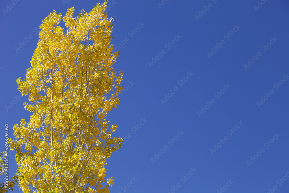 Bright yellow trees against a clear blue sky. Isolated tree with bright yellow autumn foliage illuminated by the bright sun against a blue sky. View of the poplar crown from below. Autumn background.