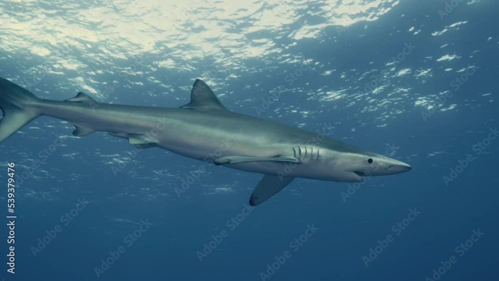 Large Blue Shark breathing and swimming against the light with reflections in slow motion Large Blue Shark breathing and swimming against the light with reflections in slow motion