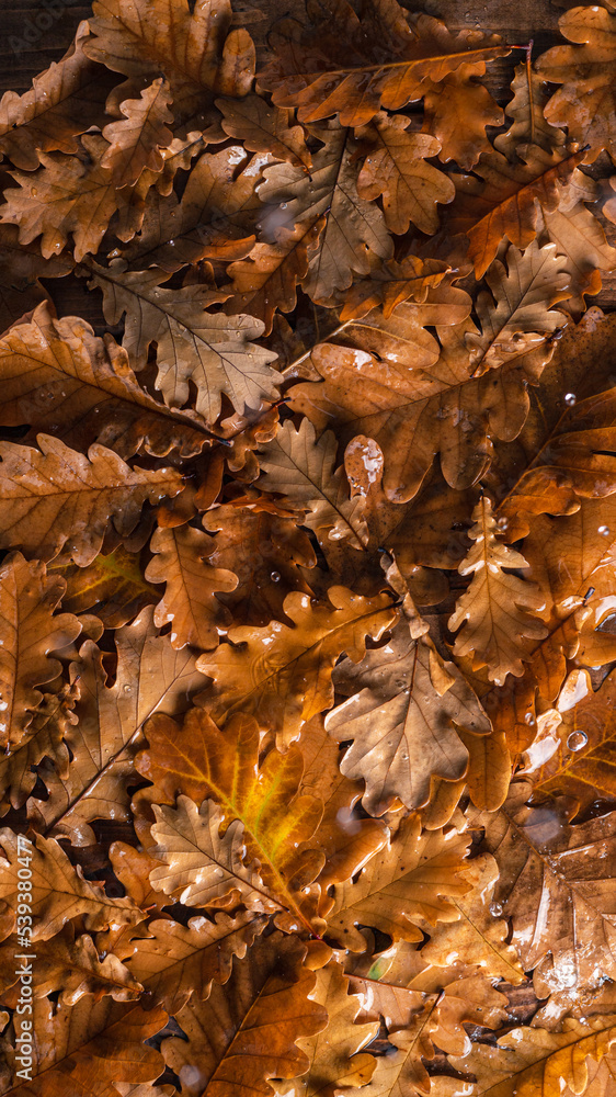 Oak leaves on a wooden table. Natural background of leaves Oak leaves on a wooden table. Natural background of leaves