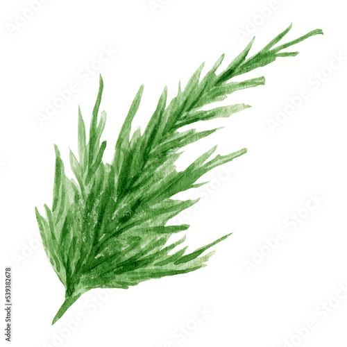 Watercolor evergreen coniferous tree branches illustration on transparent background PNG. Christmas trees branch sruce, pine, thuja, fir