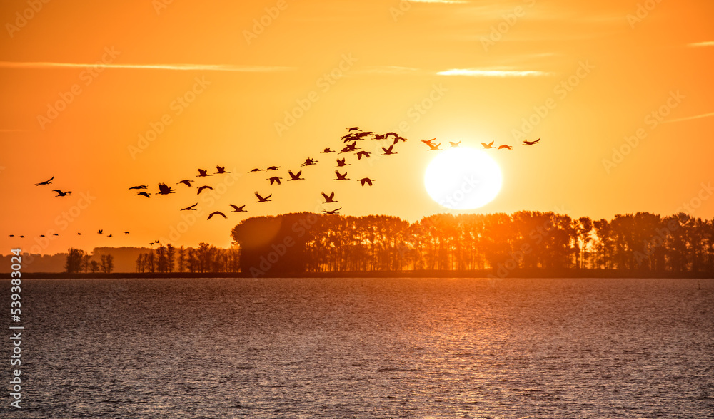 Fototapeta premium kraniche bei sonnenaufgang